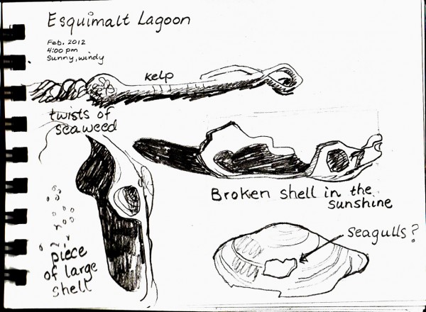 Pencil sketches of shells