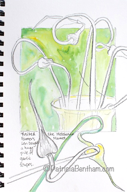 Drawing garlic scapes