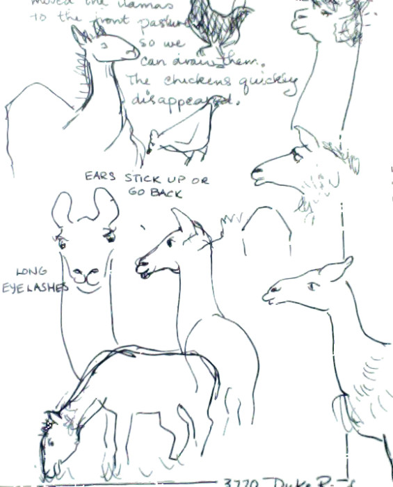 Drawing llamas