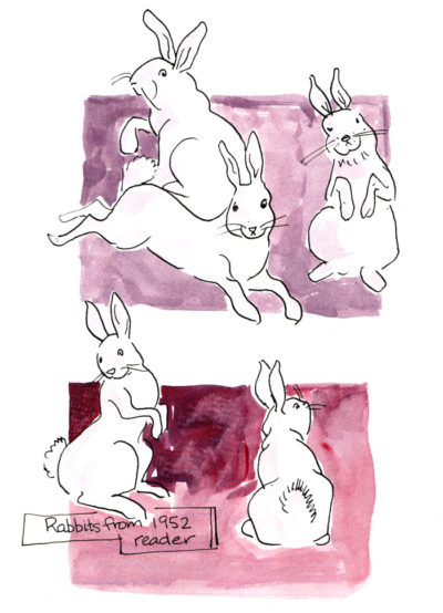Rabbits from reader